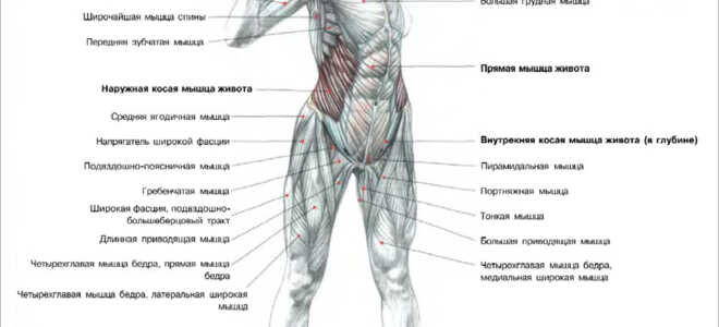 Развороты туловища с грифом