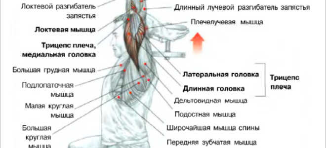 Разгибание рук с одной гантелью из-за головы