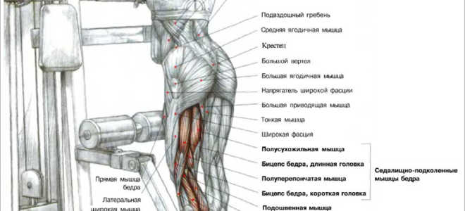 Сгибание одной ноги стоя в тренажере
