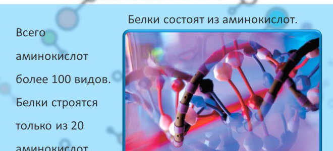 Белки и аминокислоты. Тонкости приема добавок