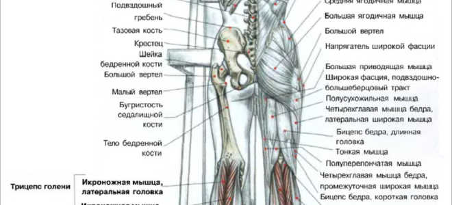 Подъемы на носки стоя
